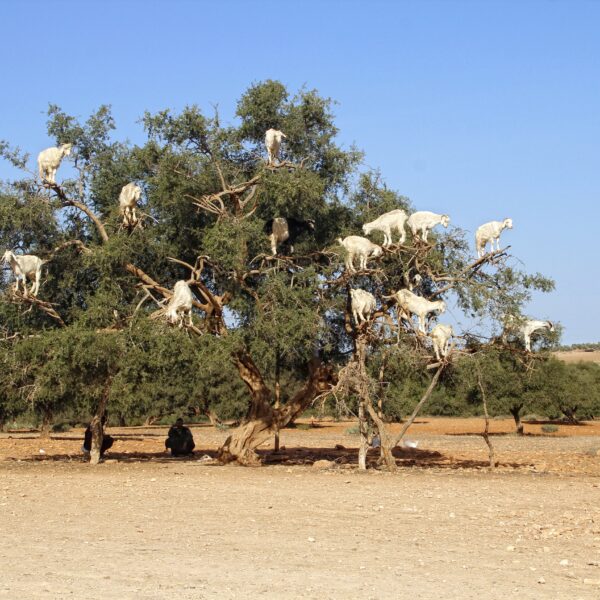 Essaouira 